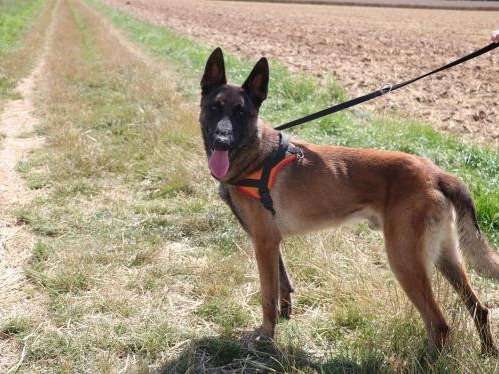 Mâle adulte d'apparence Berger Belge Malinois robe tricolore 2 ans 1/2 à adopter