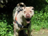 Femelle adulte de type Shar Pei couleur beige 5 ans 1/2 recherche famille