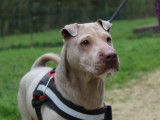 Femelle adulte de type Shar Pei couleur beige 5 ans 1/2 recherche famille