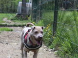 Femelle adulte de type Shar Pei couleur beige 5 ans 1/2 recherche famille