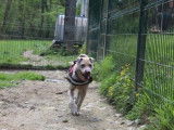 Femelle adulte de type Shar Pei couleur beige 5 ans 1/2 recherche famille