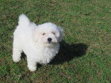 Mignon chiot mâle Bichon Frisé, LOF, couleur blanche, disponible depuis le 02/08/2021