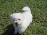Mignon chiot mâle Bichon Frisé, LOF, couleur blanche, disponible depuis le 02/08/2021