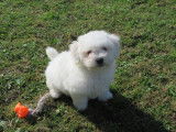 Mignon chiot mâle Bichon Frisé, LOF, couleur blanche, disponible depuis le 02/08/2021