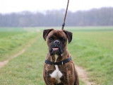 Mâle adulte de type Boxer robe fauve 6 ans recherche famille