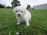 Disponible dès aujourd’hui, adorable chiot mâle Bichon Frisé, LOF