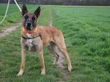 Mâle adulte de type Berger Belge Malinois 3 ans 1/2 robe tricolore à adopter