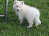 Craquants chiots femelles Finnois de Laponie, LOF, couleur blanche, disponibles pour intégrer leur nouveau foyer