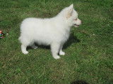 Craquants chiots femelles Finnois de Laponie, LOF, couleur blanche, disponibles pour intégrer leur nouveau foyer