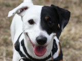 M&acirc;le adulte de type Jack Russel 5 ans robe bicolore &agrave; adopter