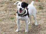 M&acirc;le adulte de type Jack Russel 5 ans robe bicolore &agrave; adopter