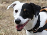 M&acirc;le adulte de type Jack Russel 5 ans robe bicolore &agrave; adopter
