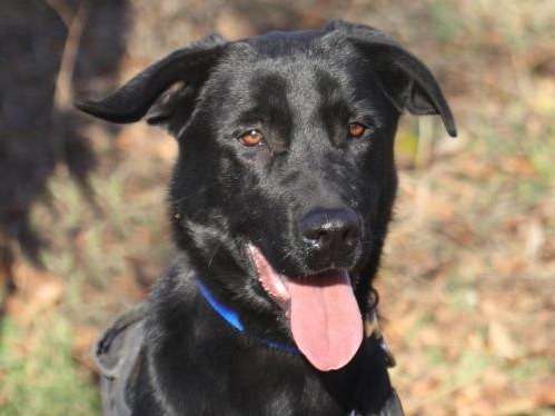 Mâle adulte de type Labrador Retriever couleur noire 4 ans recherche famille
