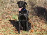 Mâle adulte de type Labrador Retriever couleur noire 4 ans recherche famille