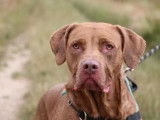 Mâle adulte de type Labrador Retriever couleur chocolat 5 ans à adopter