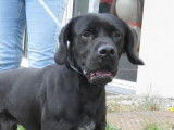 M&acirc;le Labrador Retriever noir non-LOF &agrave; placer