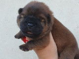 Venez à la rencontre de ces deux craquants chiots femelles Chow Chow, LOF,  robe fauve foncé, à réserver