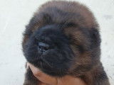 Venez à la rencontre de ces deux craquants chiots femelles Chow Chow, LOF,  robe fauve foncé, à réserver