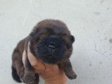 Venez à la rencontre de ces deux craquants chiots femelles Chow Chow, LOF,  robe fauve foncé, à réserver
