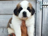 Superbes chiots Saint-Bernard, LOF, disponibles à la réservation : une femelle et un mâle