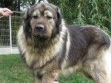 Mâle Berger du Caucase LOF à placer