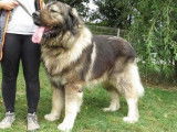 Mâle Berger du Caucase LOF à placer