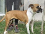 Femelle crois&eacute;e Boxer tricolore &agrave; placer