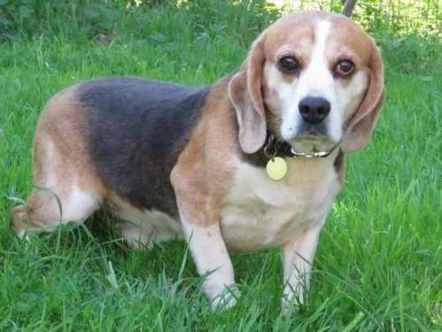 Beagle non-LOF né en 2012 à placer