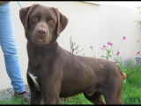M&acirc;le crois&eacute; Labrador Retriever chocolat &agrave; placer