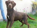 M&acirc;le crois&eacute; Labrador Retriever chocolat &agrave; placer