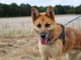 Mâle adulte de type Berger Belge Malinois robe sable 7 ans cherche foyer