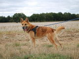 Mâle adulte de type Berger Belge Malinois robe sable 7 ans cherche foyer