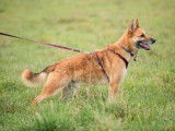 Mâle adulte de type Berger Belge Malinois robe sable 7 ans cherche foyer