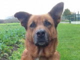 Mâle adulte d'apparence berger robe orangée 6 ans à adopter