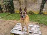Mâle adulte de type Berger Belge Malinois robe fauve 8 ans à adopter