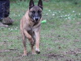 Mâle adulte de type Berger Belge Malinois robe fauve 8 ans à adopter