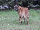 Mâle adulte de type Berger Belge Malinois robe fauve 8 ans à adopter