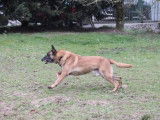 Mâle adulte de type Berger Belge Malinois robe fauve 8 ans à adopter