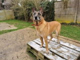 Mâle adulte de type Berger Belge Malinois robe fauve 8 ans à adopter