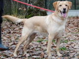 M&acirc;le adulte crois&eacute; Labrador Retriever robe sable 9 ans &agrave; adopter
