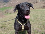 Femelle adulte de type Labrador Retriever couleur noire 6 ans à adopter