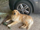De race Golden Retriever disponible pour saillie