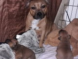 Chiots Staffies (Staffordshire Bull Terrier)