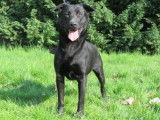 Mâle adulte croisé Berger Belge Malinois couleur noire 4 ans cherche famille