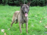 Femelle adulte crois&eacute;e d'apparence Berger Belge Malinois robe fauve 7 ans recherche foyer