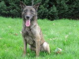 Femelle adulte crois&eacute;e d'apparence Berger Belge Malinois robe fauve 7 ans recherche foyer