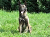 Mâle adulte de type Berger Belge Malinois robe fauve 4 ans 1/2 à adopter