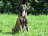 Mâle adulte de type Berger Belge Malinois robe fauve 4 ans 1/2 à adopter