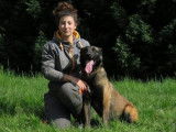 Mâle adulte de type Berger Belge Malinois robe fauve 4 ans 1/2 à adopter