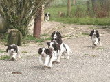Chiots English Springer LOF à vendre
